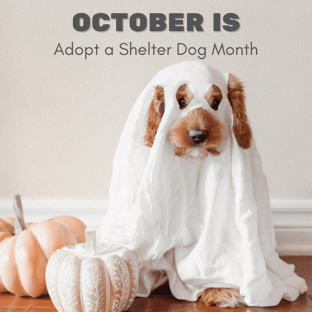 National Adopt A Shelter Dog Month HelpOnDeck