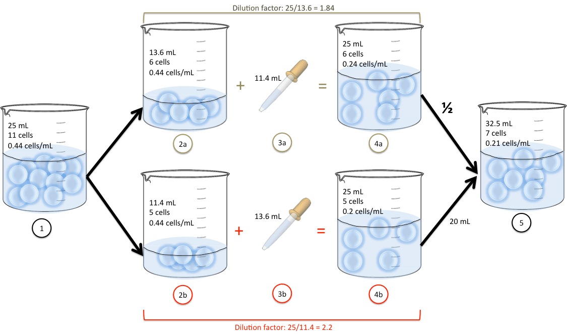 Using the dilution factor to calculate dilutions • Hemocytometer