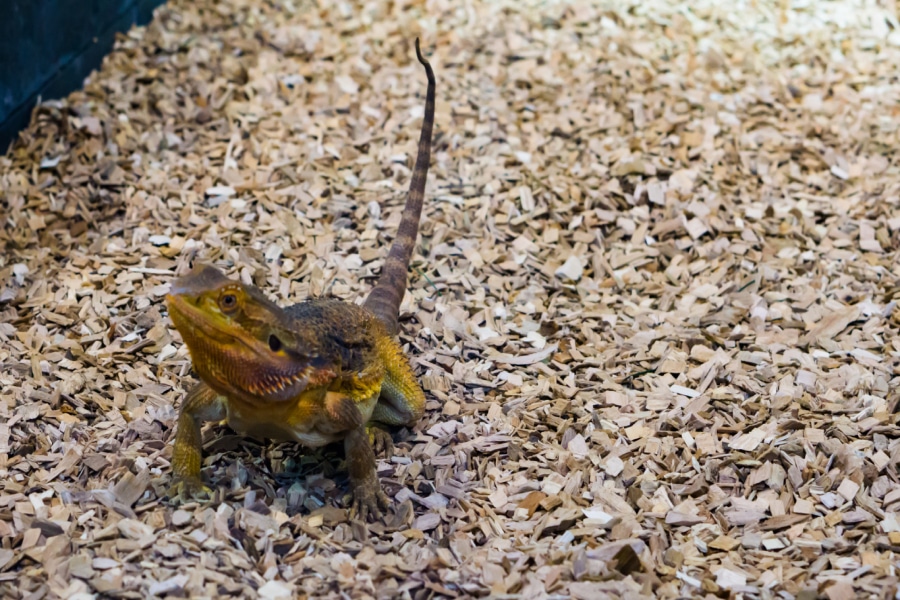 Reptiles Bedding Bedding for Reptiles CanapaOro Bedding