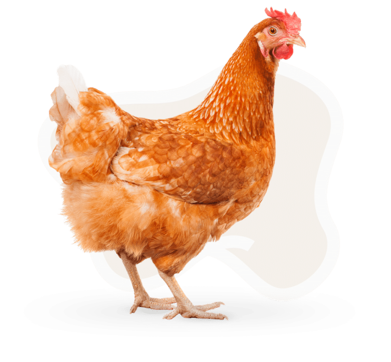 Chicken Bedding Hemp Bedding for Chickens CanapaOro Bedding