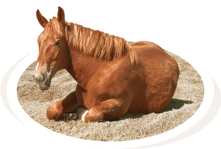 Hemp Bedding Experts CanapaOro Bedding