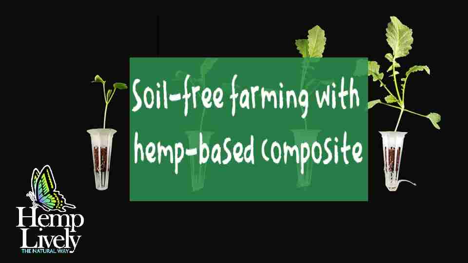 Blog 🟩 Hemp Lively 🦋