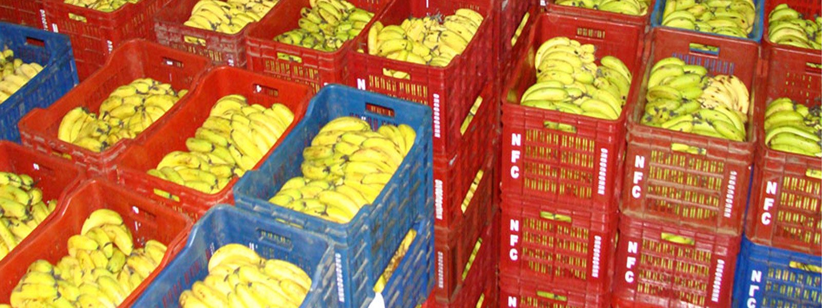 Banana Ripening Chamber Hemsinfra