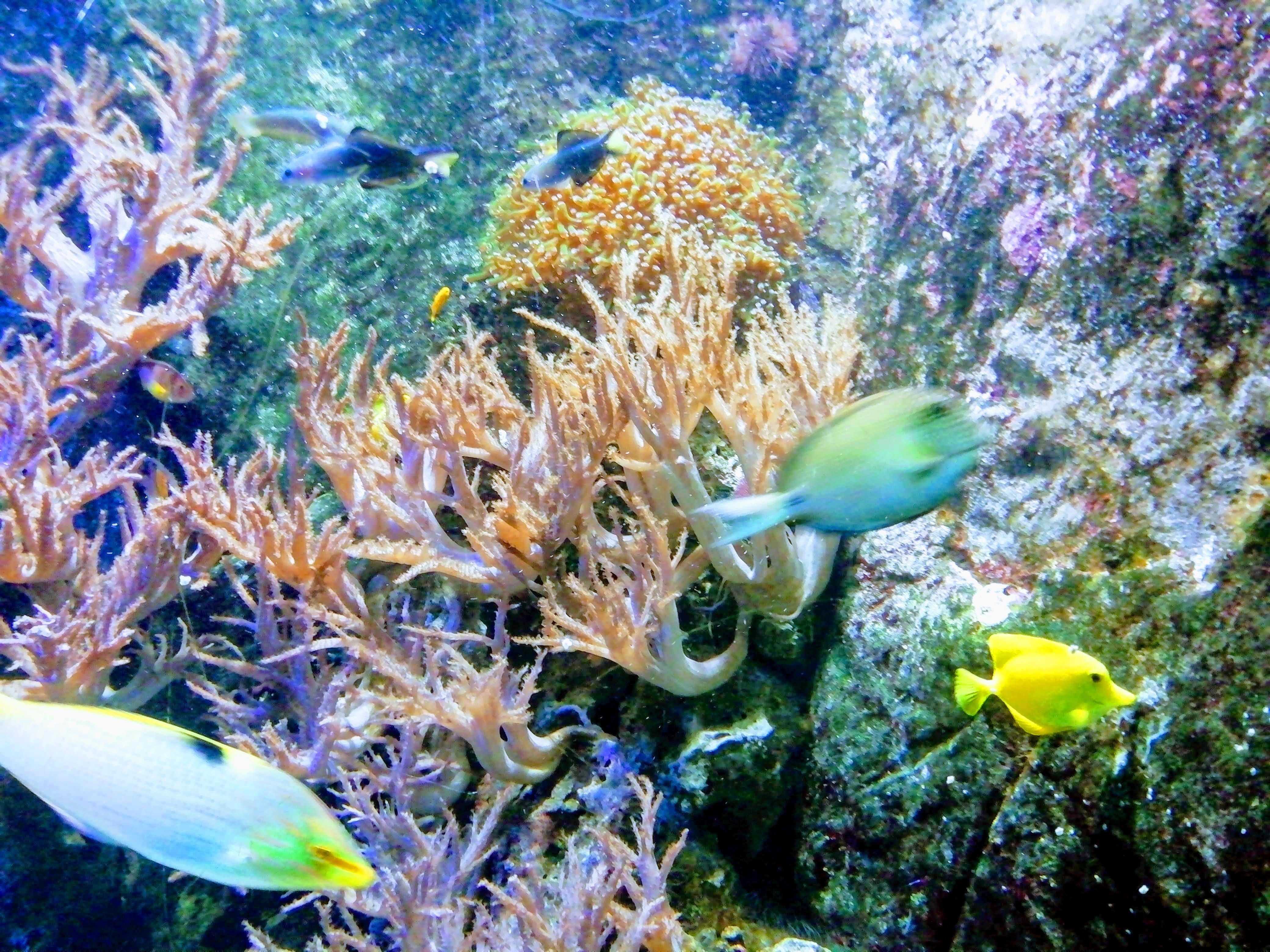 Blue Reef Aquarium Hendra Holiday Park