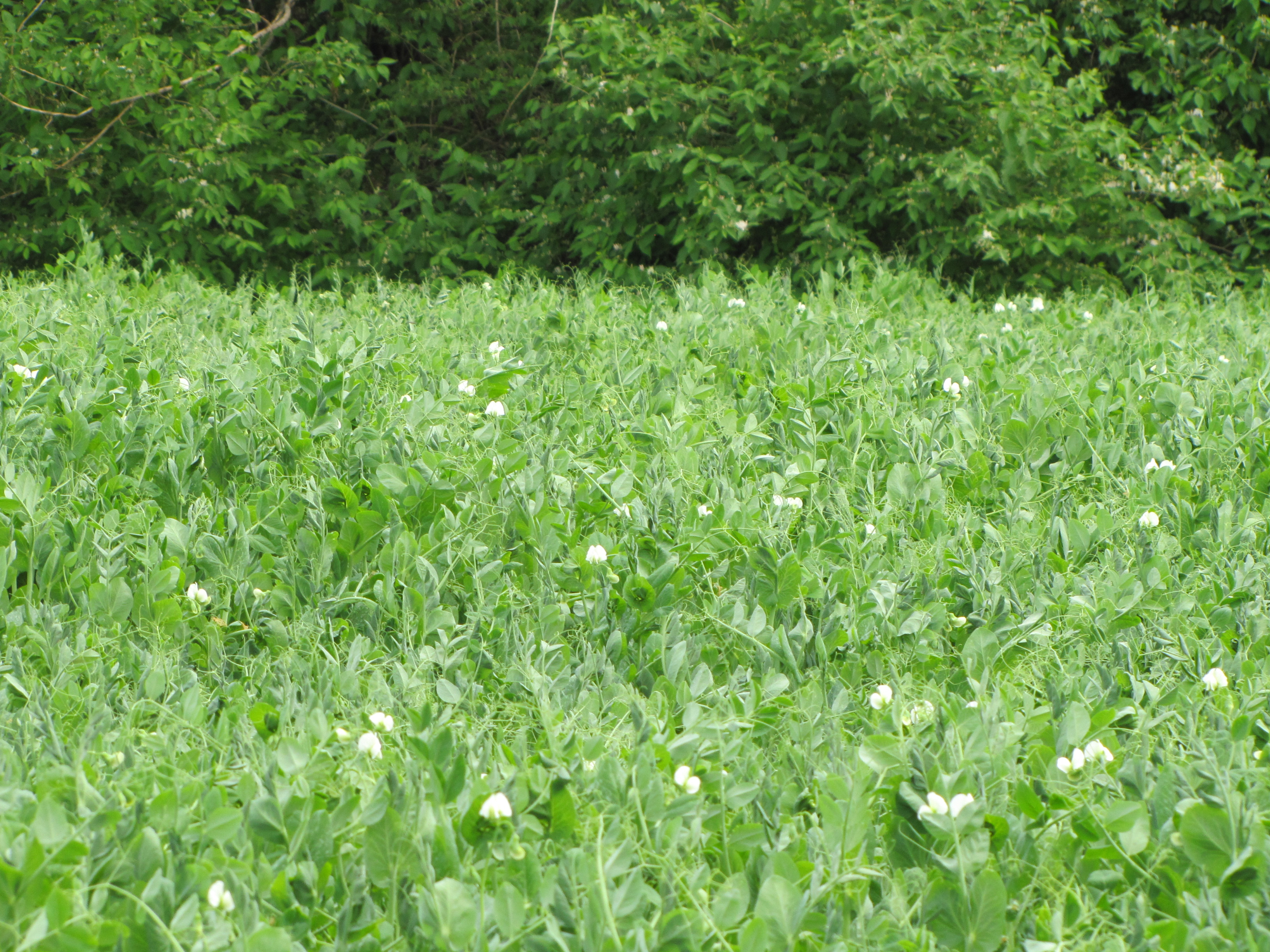 Austrian Winter Peas Hendricks Feed & Seed Co., Inc