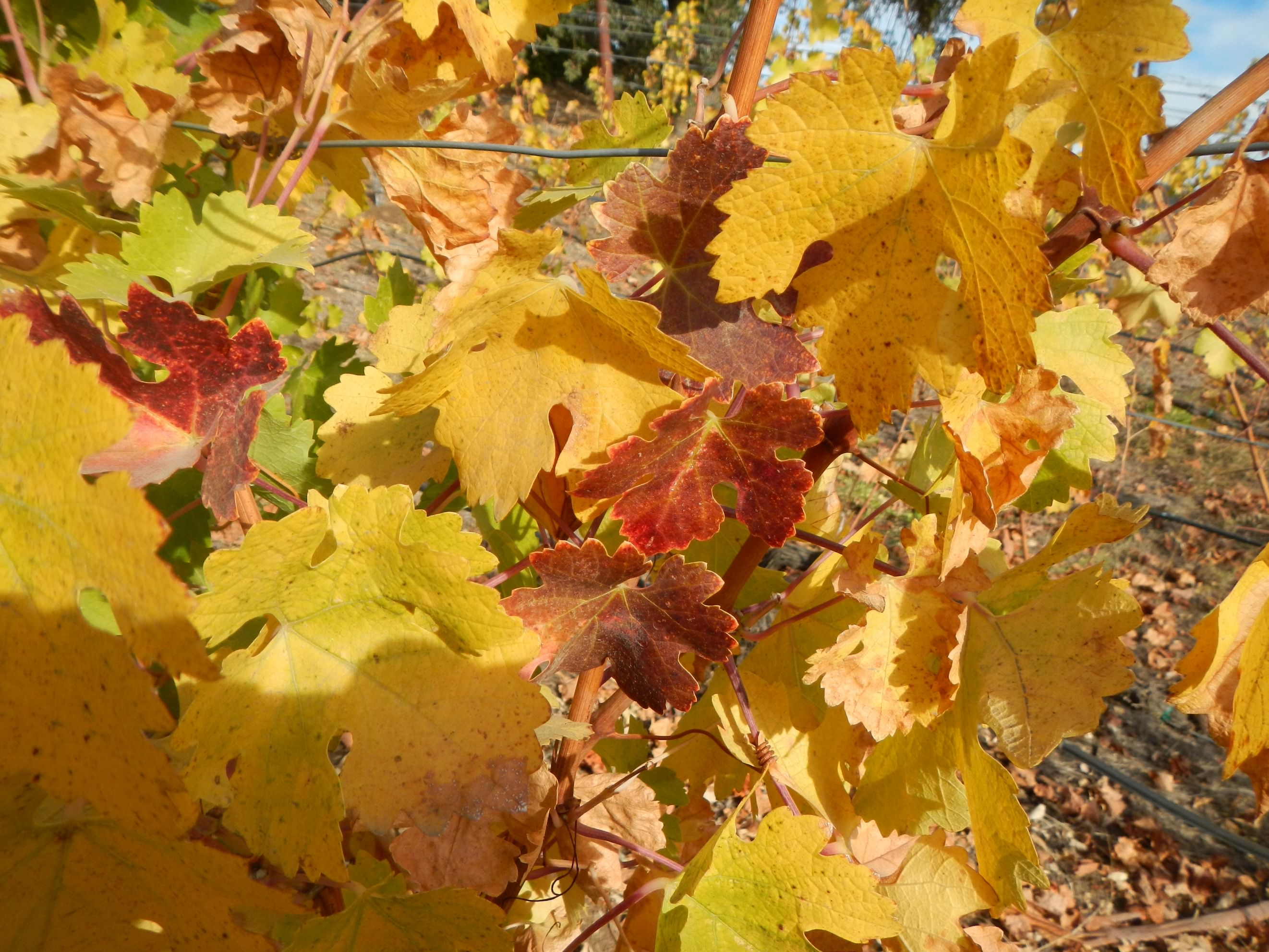 Top Things to Do in San Francisco This Fall San Francisco with Kids