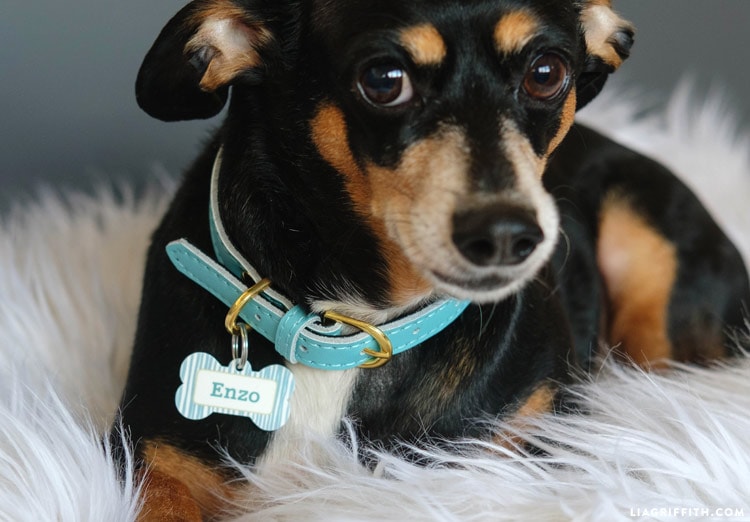 10 DIY Dog Tags You Can Make at Home Today (With Pictures) Hepper