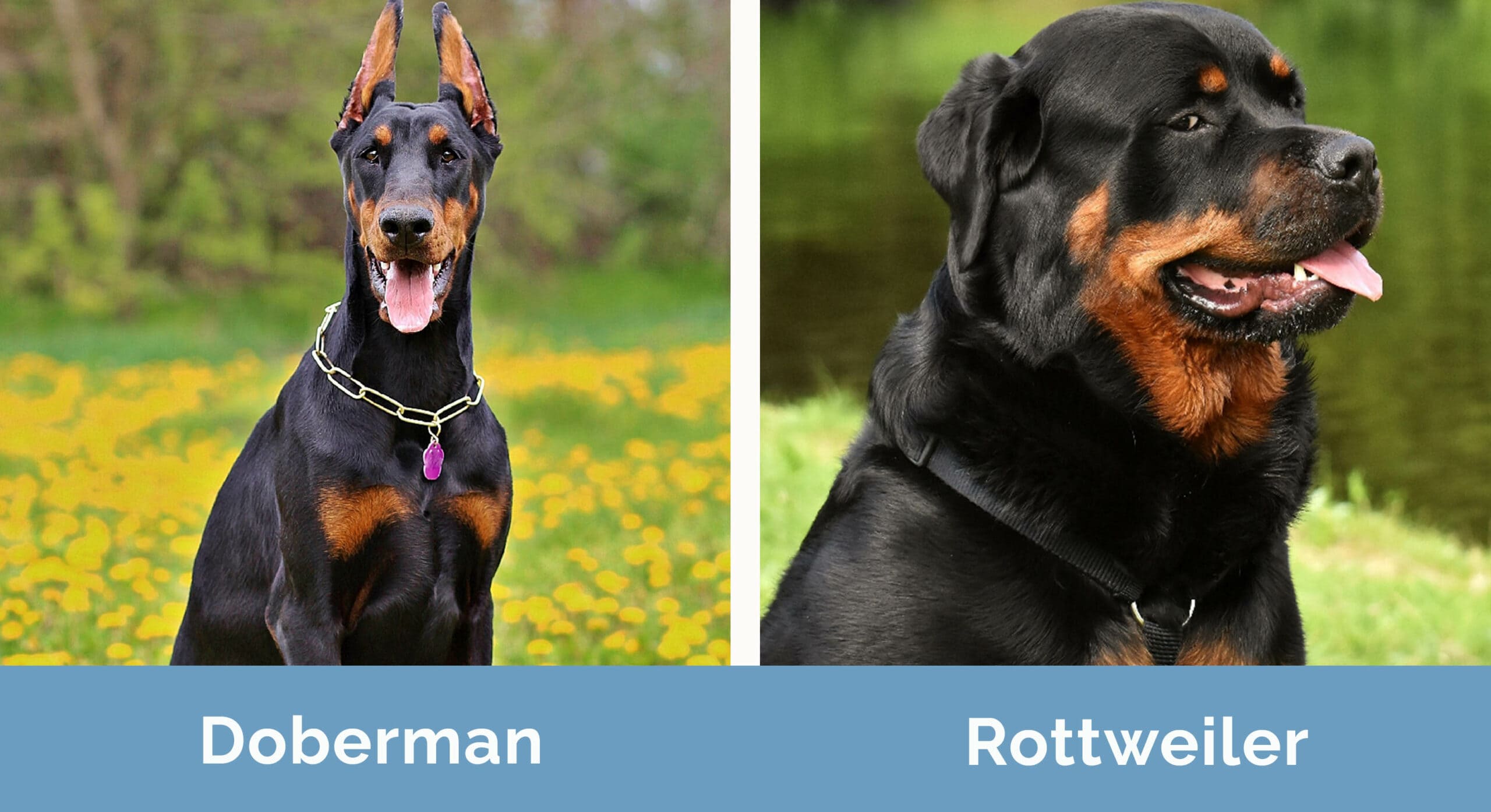Breed Information And Types Of Doberman Pinschers, 54 OFF