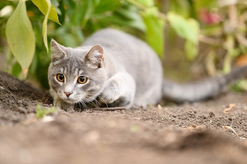 Can Cats Eat Nutritional Facts &amp; Safety Guide Hepper
