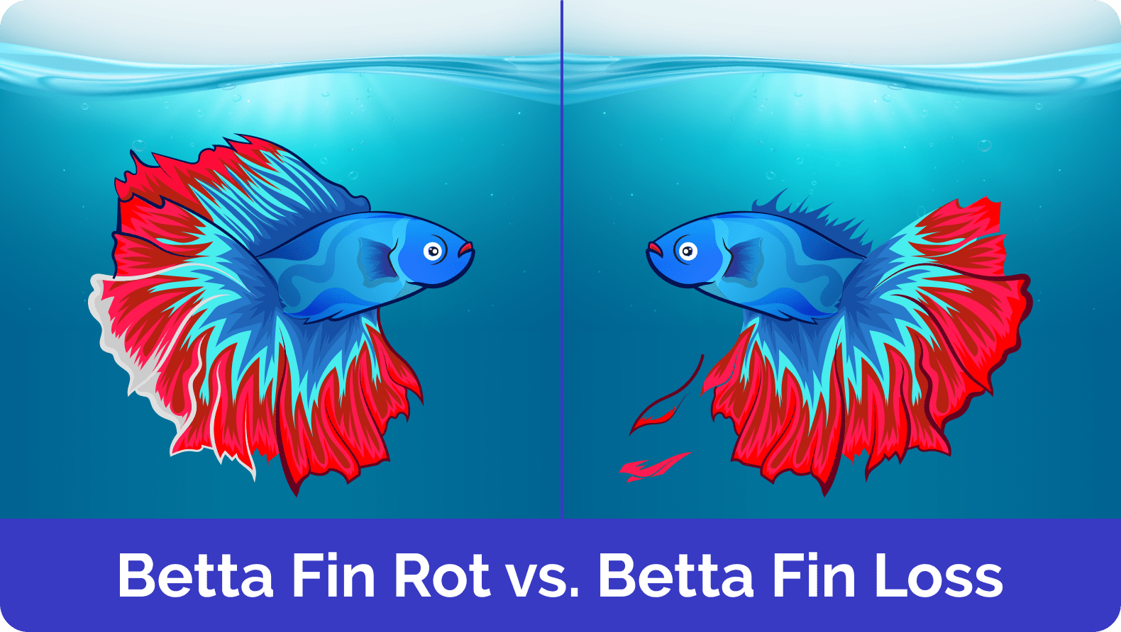 Betta Fin Rot vs Fin Loss What’s the Difference? (VetApproved Guide
