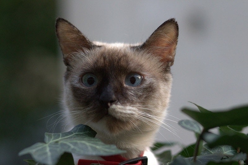 How Much Does a Burmese Cat Cost? 2024 Price Guide Hepper