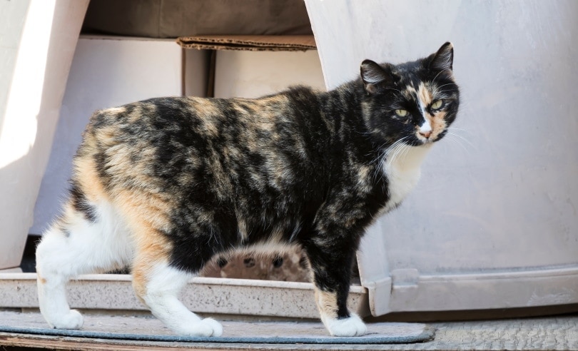 How Much Does A Manx Cat Cost? (2022 Price Guide) | Hepper