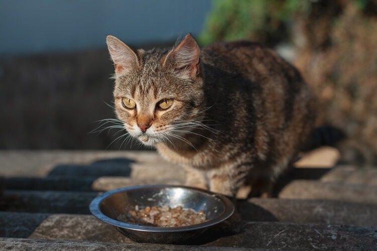 10 DIY Cat Feeding Station Plans You Can Build Today Hepper