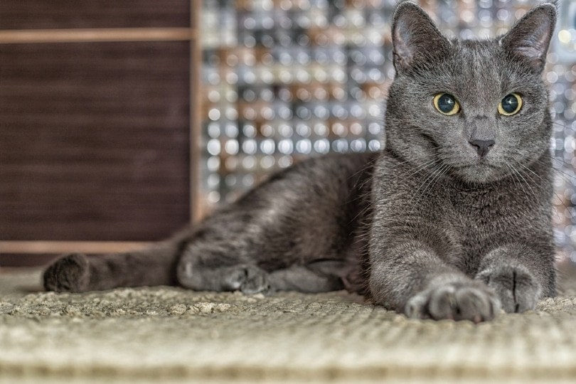 How Much Does a Russian Blue Cat Cost? (2023 Price Guide) Hepper