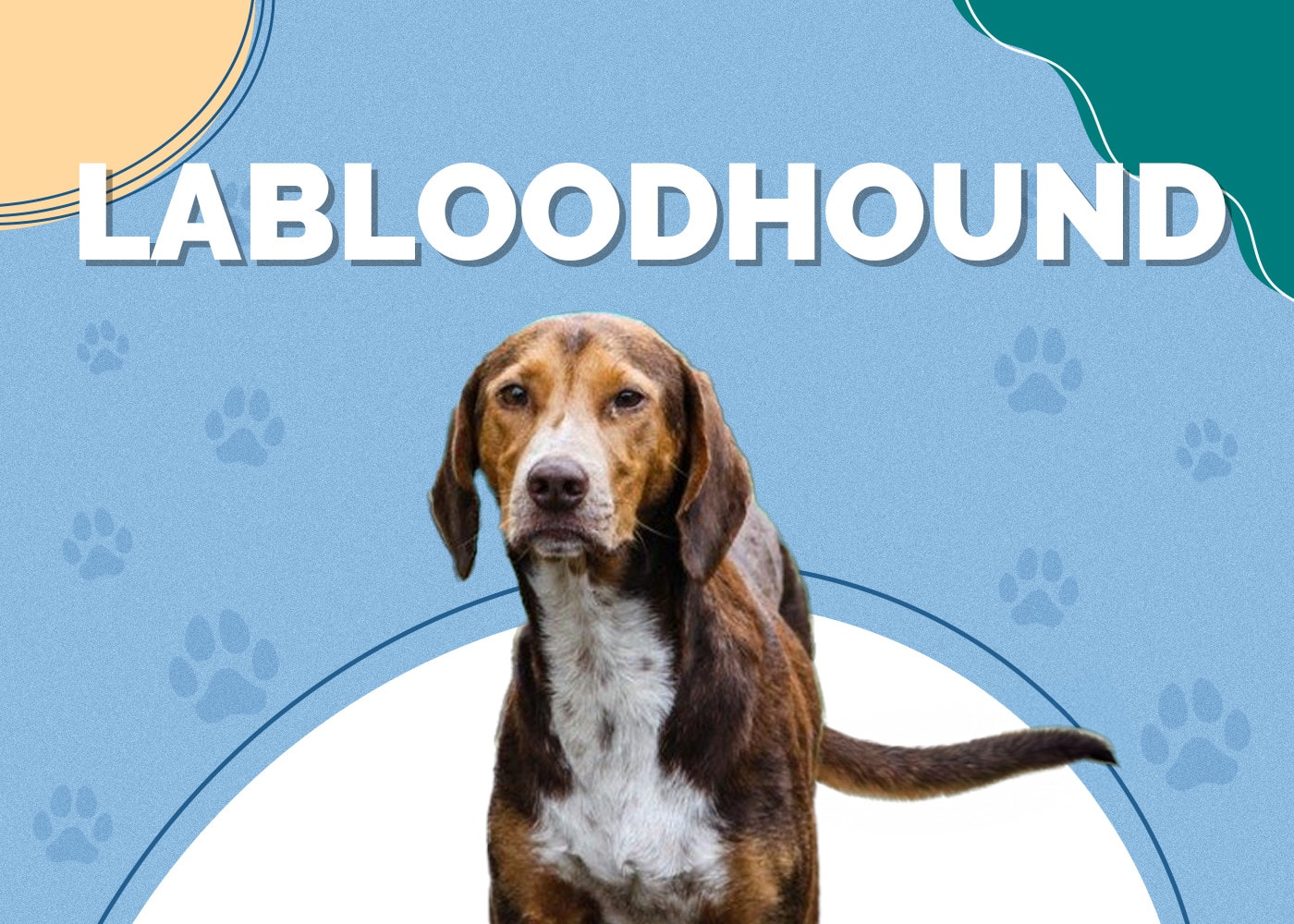 Labloodhound (Lab & Bloodhound Mix) Info, Pictures, Facts, Traits Hepper