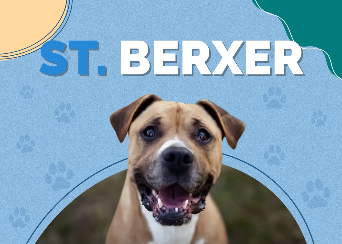 Saint Berxer (Saint Bernard & Boxer Mix) Info, Pictures, Traits Hepper