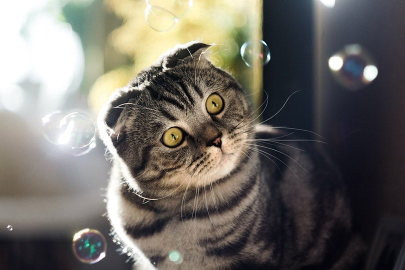Why Do Cats Tilt Their Heads? 6 Reasons For This Behavior | Hepper