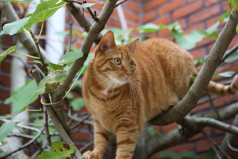 Why Do Cats Get Stuck in Trees? Feline Facts & FAQs Hepper