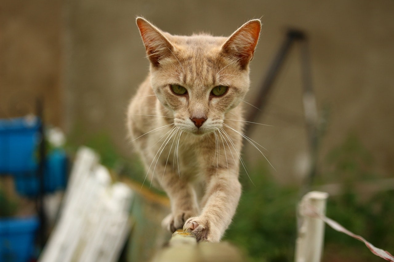 Why Do We Say That Cats Have 9 Lives? Historical Explanation Explored