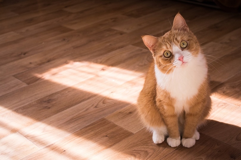 Why Do Cats Tilt Their Heads? 6 Reasons For This Behavior | Hepper