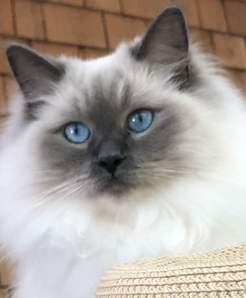 Ragdoll Kittens For Sale in Massachusetts Breeders List 2024 Hepper