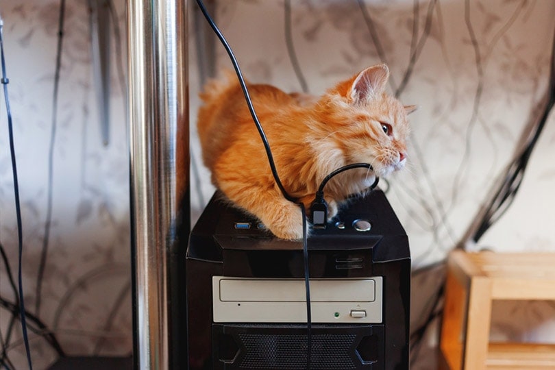 Why Do Cats Chew on Cords 6 Reasons & How to Stop It Hepper