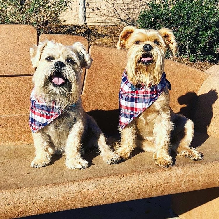 25 Yorkie Mixed Breeds (With Info & Pictures) Hepper