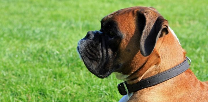 7 Types Of Boxer Dog Breeds & Their Differences (With Pictures)