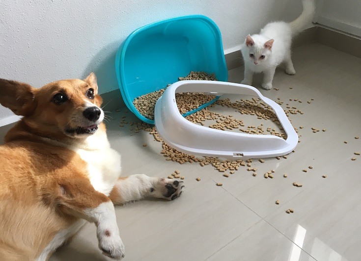 How to Keep My Dog Out of Cat Litter Boxes (10 Easy Ways) Hepper
