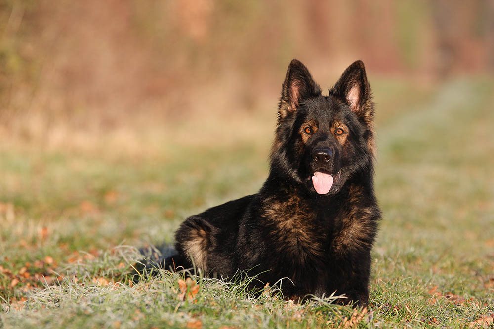 East German Shepherd - Facts, Origin & History (With Pictures) | Hepper