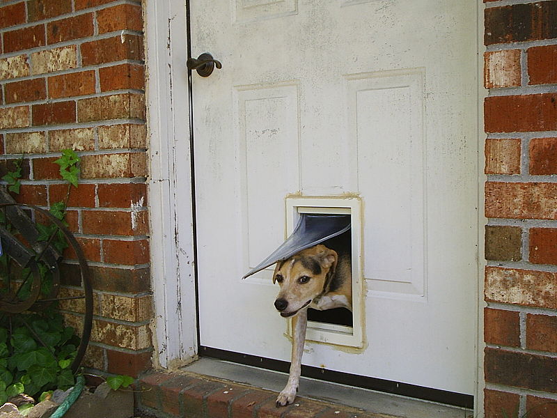 7 Best Dog Doors for Cold Weather in 2024 Reviews & Top Picks Hepper