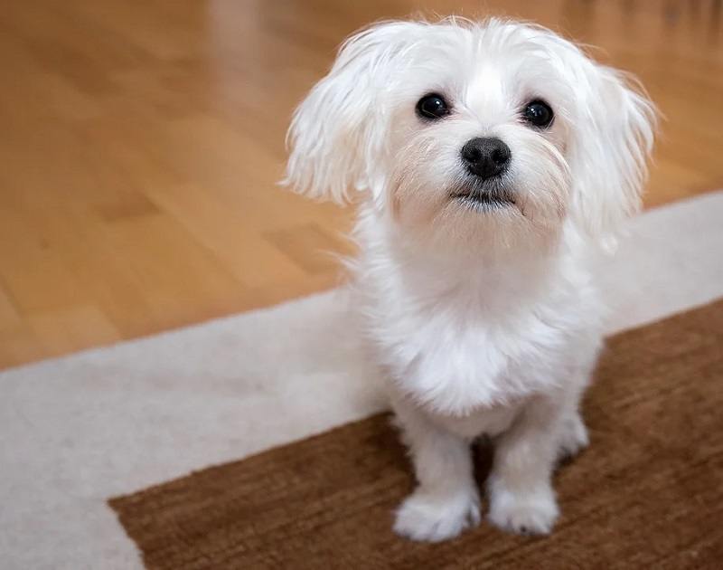 Do Maltese Smell More Than Other Dogs? Read Before You Bring One Home