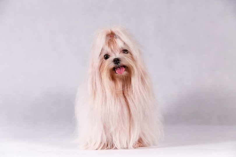 How Much Do Maltese Cost? 2024 Price Guide Hepper