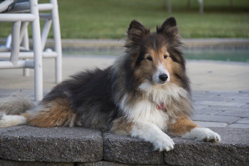Miniature Collie Dog Breed Info, Pictures, Facts Traits Hepper