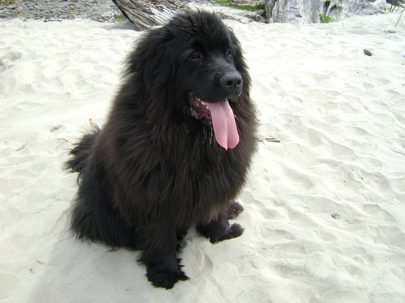 100+ Newfoundland Dog Names Top Giant & Gentle Ideas Hepper