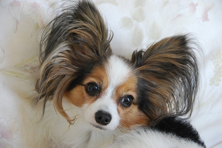13 Types of Dog Ears: An Overview (With Pictures) | Hepper