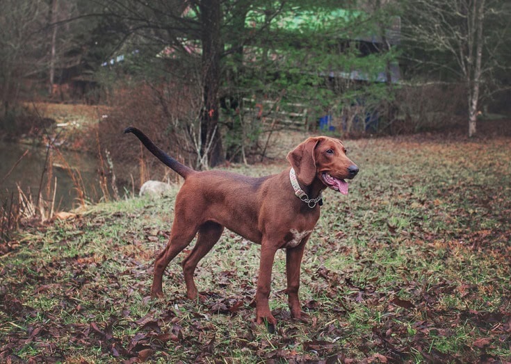 Redbone Coonhound Dog Breed Info Pictures, Traits & Facts Hepper