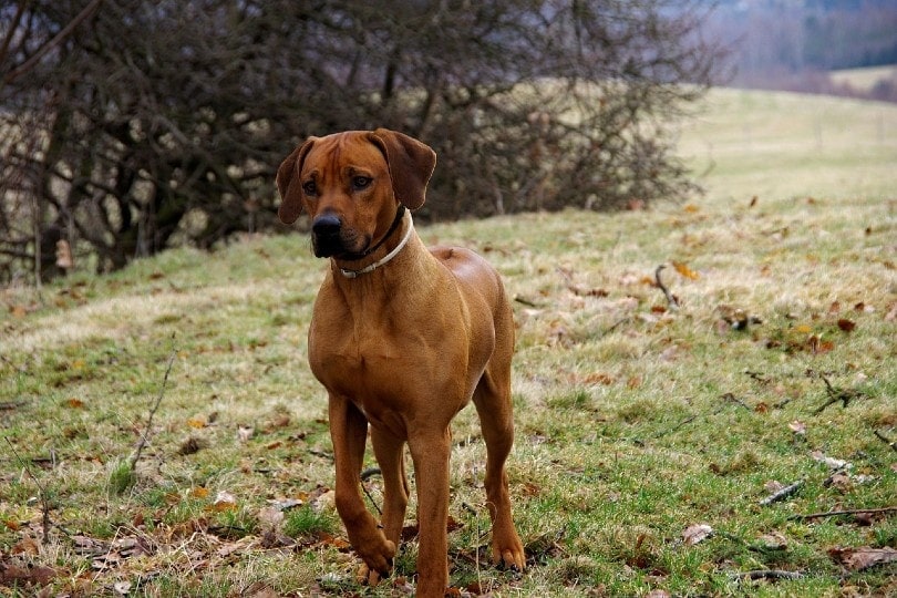 How Much Does a Rhodesian Ridgeback Cost? 2023 Price Guide Hepper