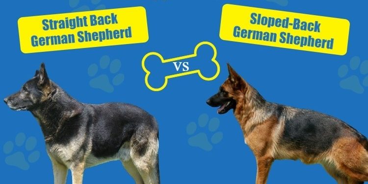 Straight Vs. Sloped-Back German Shepherds: What's The Difference? (With Pictures) | Hepper