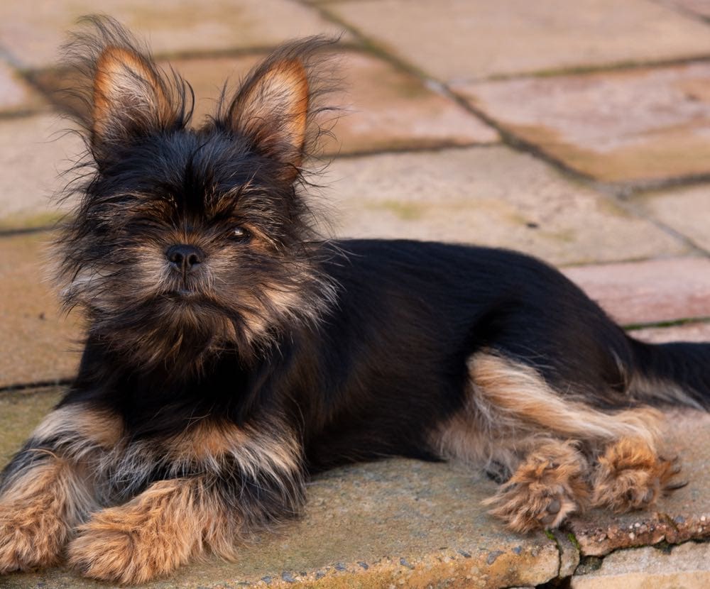 25 Yorkie Mixed Breeds (With Pictures) Hepper