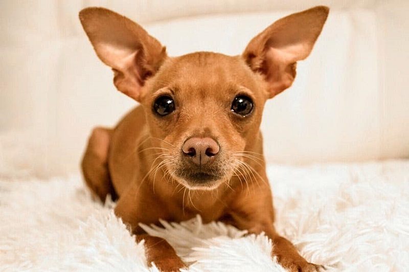 Miniature Pinscher Dog Breed Info Pictures, Traits & Facts Hepper