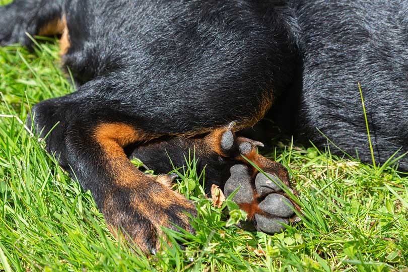 20 Dog Breeds With Dewclaws Info & Pictures Hepper