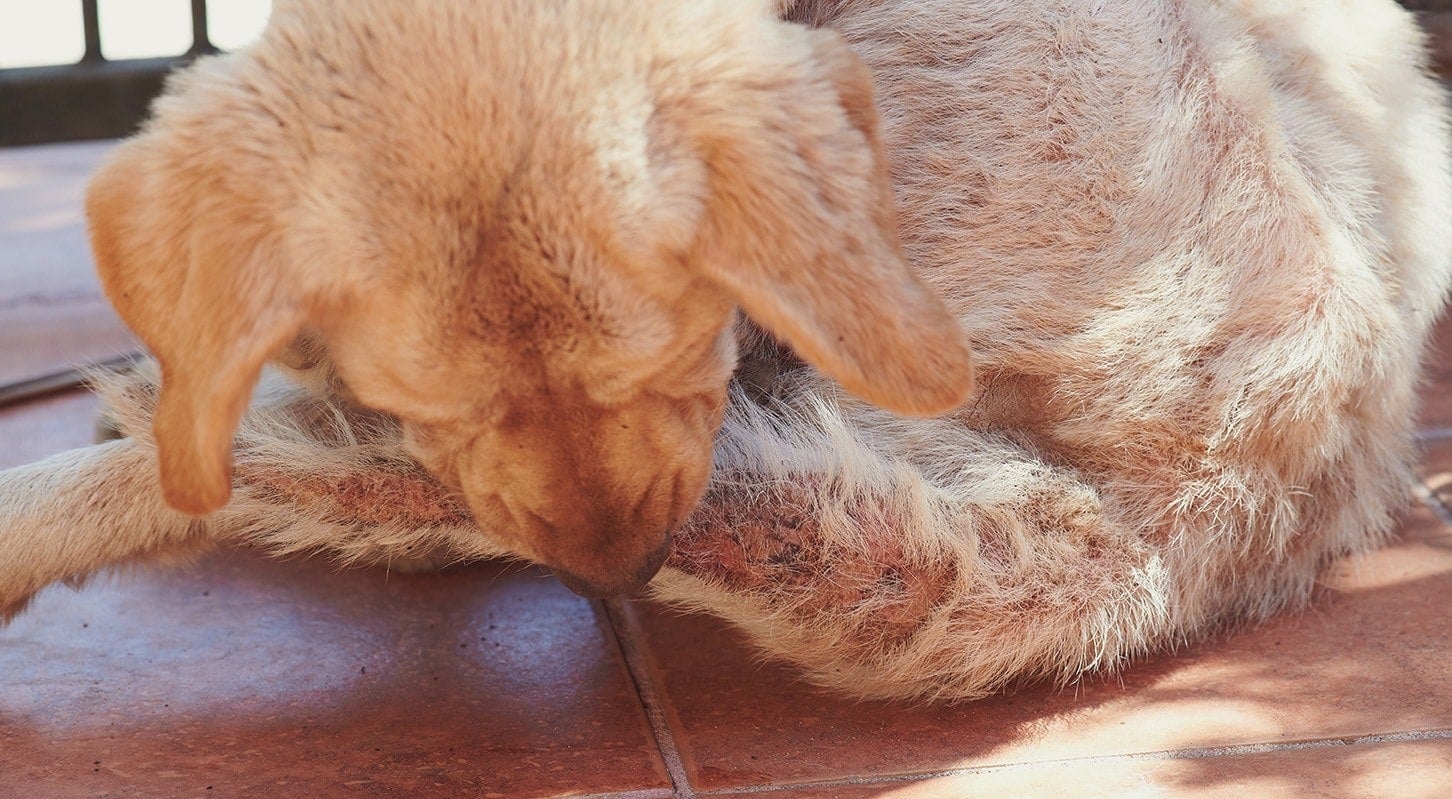 Why Do Dogs Chew On Their Tails