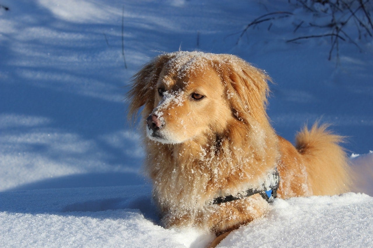 Why Does My Dog Want to Stay Outside in the Cold? 4 Reasons & What to