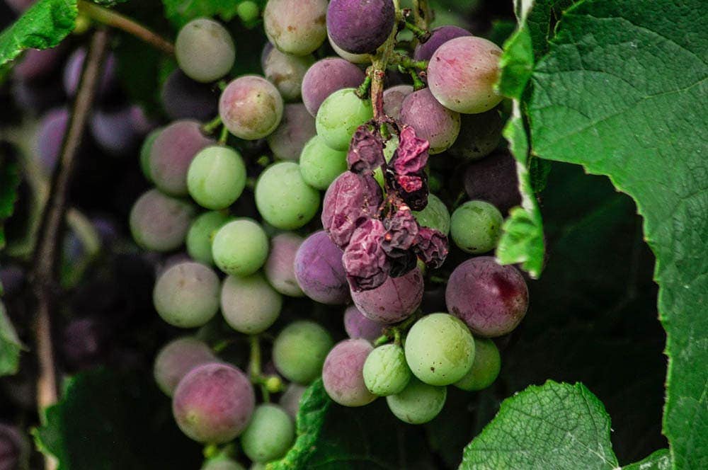 Are Grape Vines Toxic To Dogs