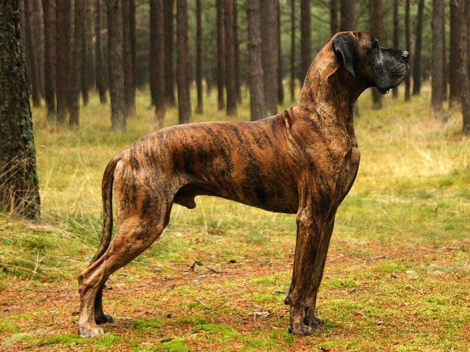 100+ Brindle Dog Names Ideas for Your Striped & MultiTonal Pet Hepper
