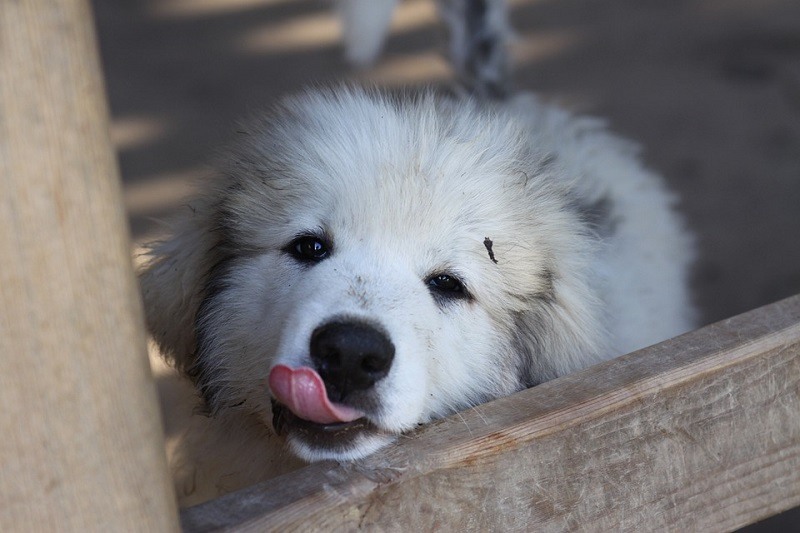How Much Does a Great Pyrenees Cost? 2024 Price Guide Hepper