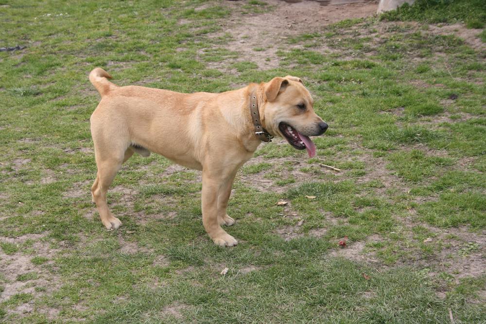 Lab Pei (Labrador Retriever & Chinese Shar Pei Mix) Info, Pictures
