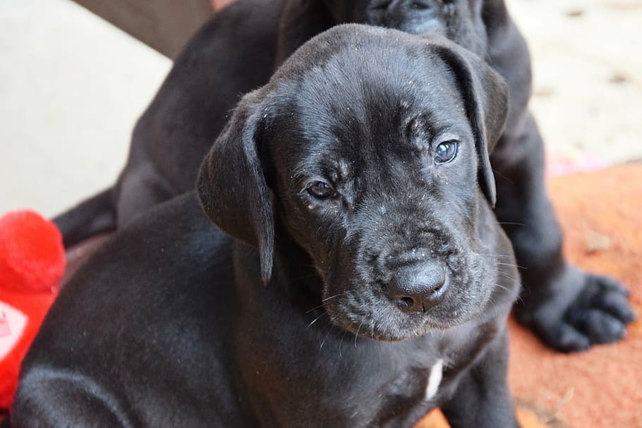 Labradane Puppies