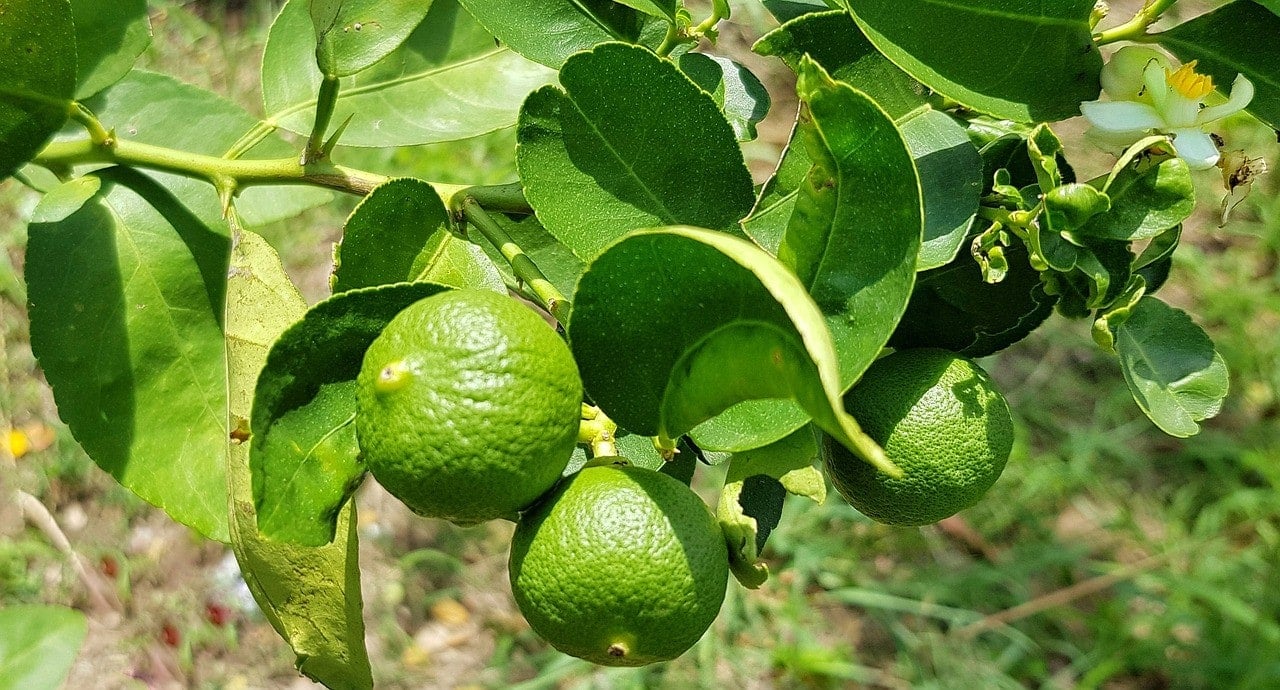 Are Lemons And Limes Toxic To Dogs